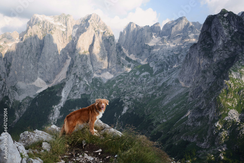 dog traveler in the mountains. Nova Scotia duck tolling retriever on top. Hiking with a pet 