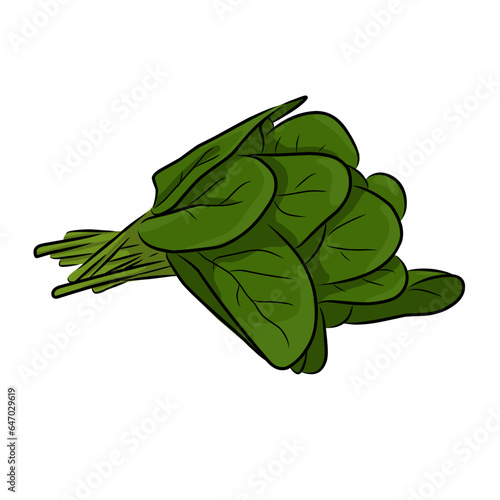 Spinach isolated on white, vegetables illustration, spinach illustration, draw a spinach, leaves