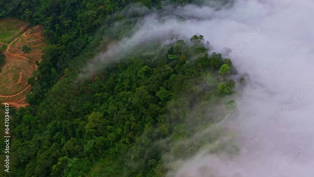 .aerial view scenery white mist on the mountain in tropical rainforest..The dense mist on the mountain peak was slowly flowing down into the valley..beautiful scenery view in Phang Nga valley .aerial view scenery white mist on the mountain in tropical rainforest..The dense mist on the mountain peak was slowly flowing down into the valley..beautiful scenery view in Phang Nga valley