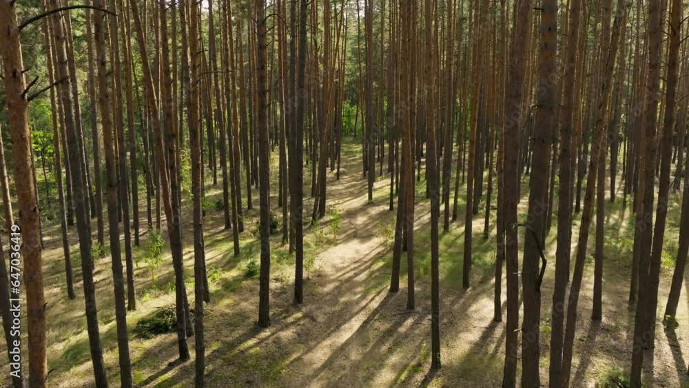 Forest sunlight light rays summer park garden scene Forest sunlight light rays summer park garden scene