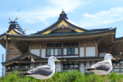 蕪島神社とウミネコ photo