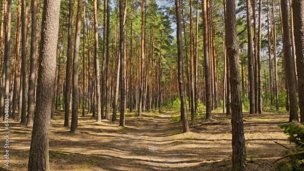 Forest sunlight light rays summer park garden scene Forest sunlight light rays summer park garden scene