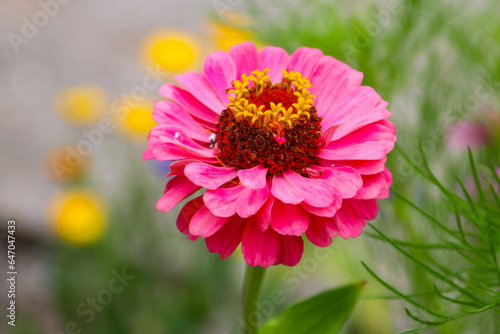 Pink zinnia flower in garden