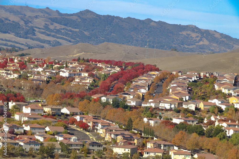 Yellow and Red foliage of Sycamore and Callery Pear trees line the streets of San Ramon Valley in November