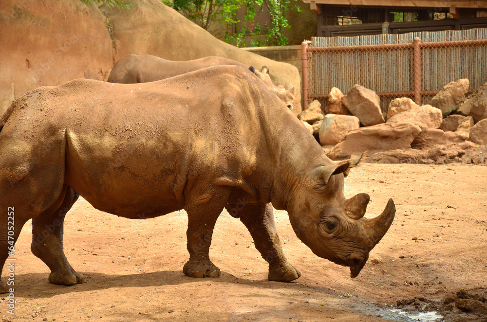 Obraz premium サイを横から撮影