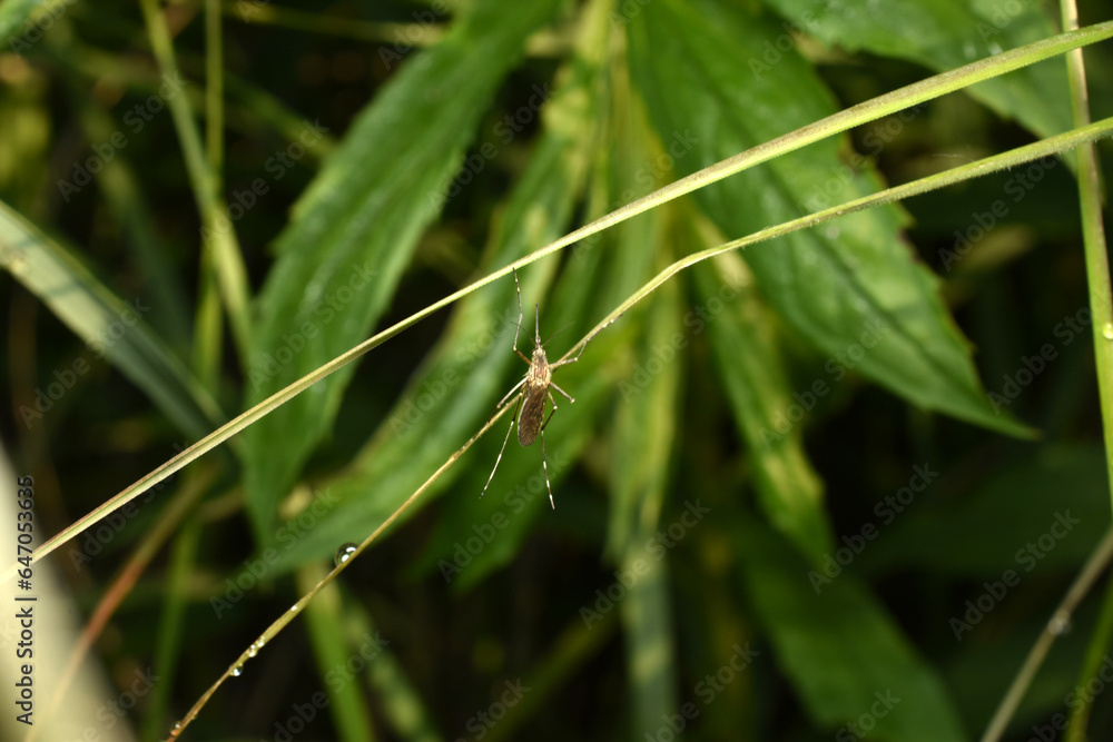 Photo of a mosquito that sat down on the grass to rest. Photo of a mosquito that sat down on the grass to rest.