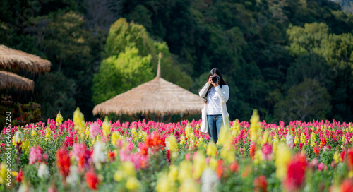 Asian tourists taking photos at a flower garden In the northern part of Thailand photo