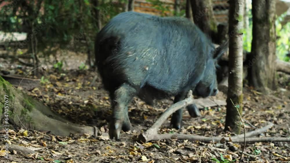 Closeup of boar black mini pig breed walking on dry ground with fallen leaves. Hog with dried mud on the body. Farm and pig farming concept Closeup of boar black mini pig breed walking on dry ground with fallen leaves. Hog with dried mud on the body. Farm and pig farming concept