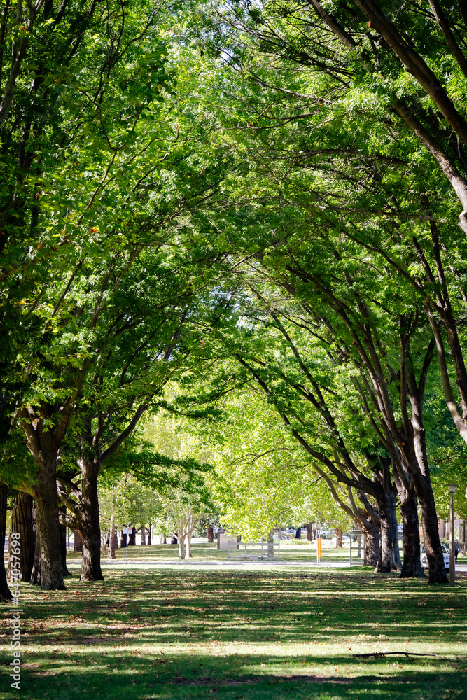 Green tree lined street