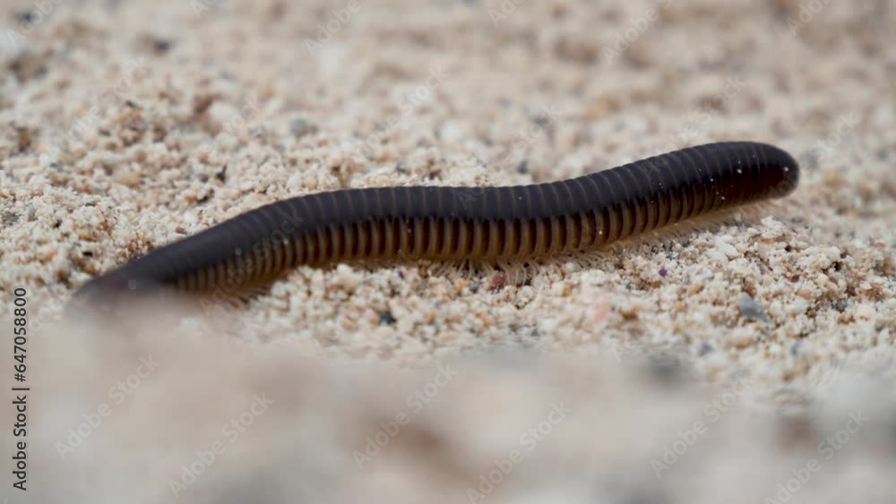 Close Up of Centipede crawling on sandy beach. Creepy Crawler climbing over rocks. 3
of 6 Close Up of Centipede crawling on sandy beach. Creepy Crawler climbing over rocks. 3
of 6