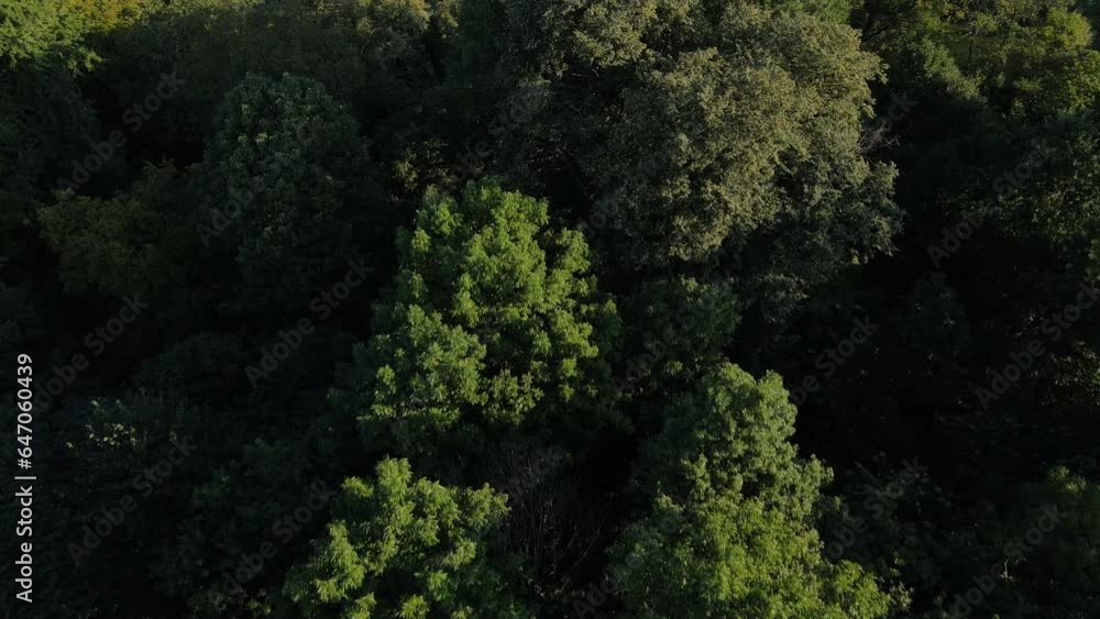 Aerial view of a forrest in the Northeast United States Aerial view of a forrest in the Northeast United States