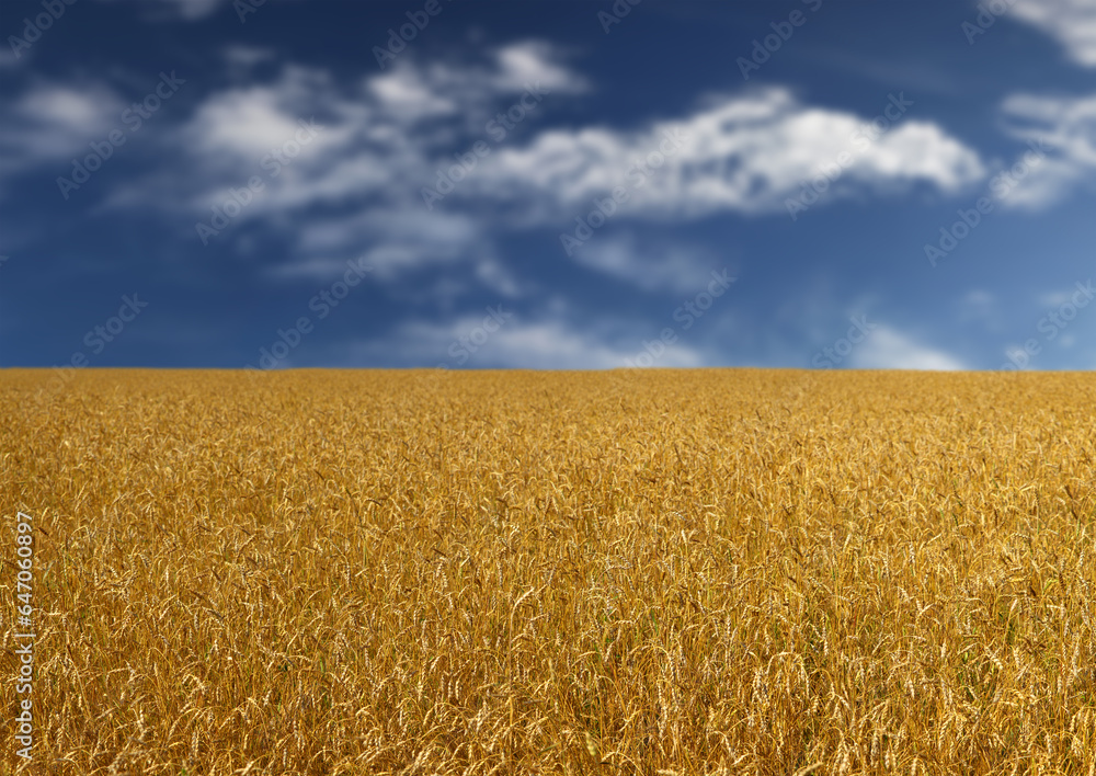 The golden bread field and beautiful blue sky with white clouds, autumn view, blurry