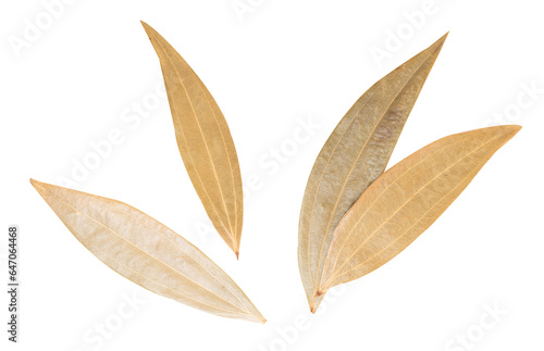 Dried bay leaves isolated on transparent background.