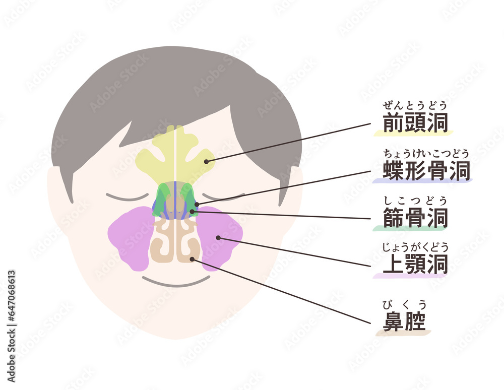 副鼻腔の図解イラスト Stock イラスト | Adobe Stock