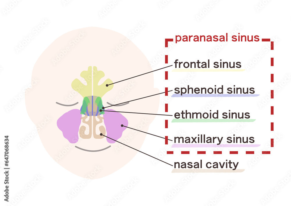 Obraz premium 副鼻腔の図解イラスト