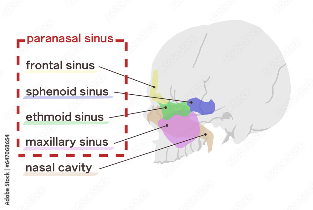 Obraz premium 副鼻腔の図解イラスト