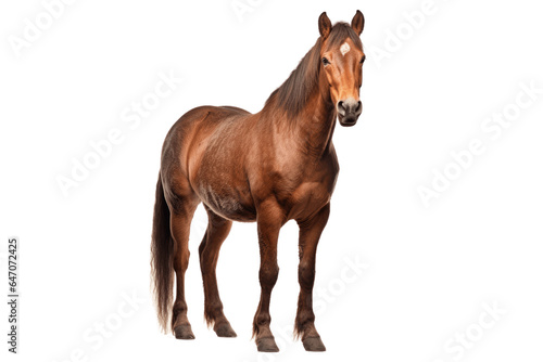 Barb horse isolated on transparent background.