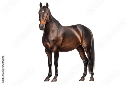 Hanoverian horse isolated on transparent background.