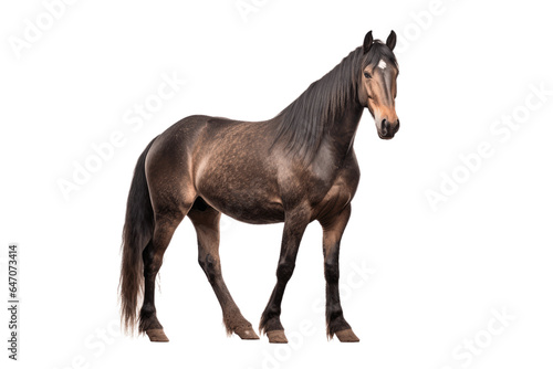 Rocky Mountain horse isolated on transparent background.