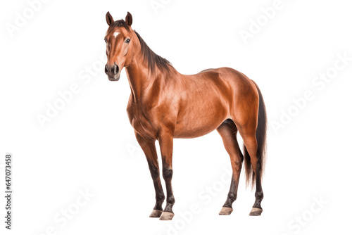Tennessee Walker horse isolated on transparent background.