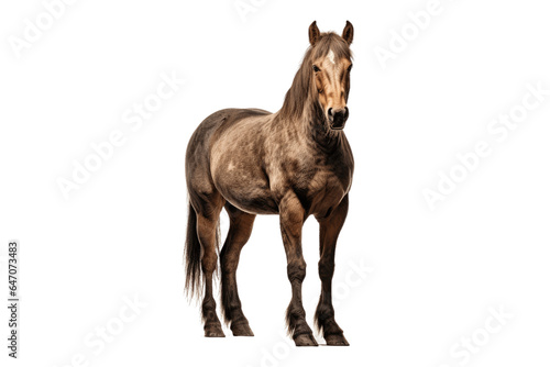Warlander horse isolated on transparent background.