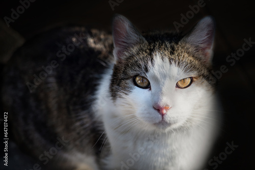 portrait of a cat with a white nose and dark ears