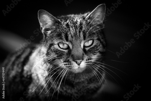 Black and white photo, portrait of the cat looking to camera