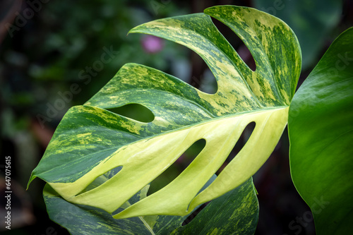 Monstera borsigiana aurea, a rare yellow variegated form of the Swiss Cheese Plant and member of the aroid family of tropical plants photo
