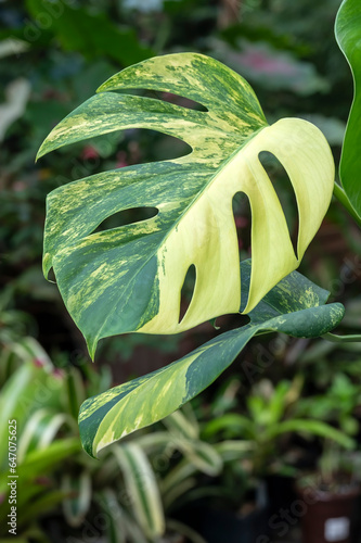Monstera borsigiana aurea, a rare yellow variegated form of the Swiss Cheese Plant and member of the aroid family of tropical plants