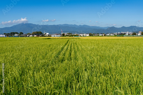 稲が実り始めた神奈川県の水田風景