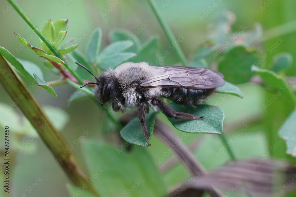 Closeup on a grey-backed mining bee, Andrena vaga sitting in the vegetation Closeup on a grey-backed mining bee, Andrena vaga sitting in the vegetation