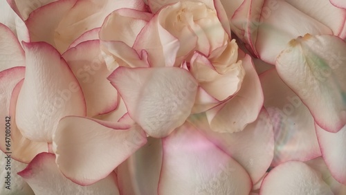 Closeup shot of many rose flower petals and soap bubbles over background. Advertising area, template.