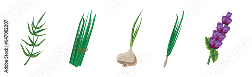 Potherbs and Kitchen Herbs as Condiment Vector Set