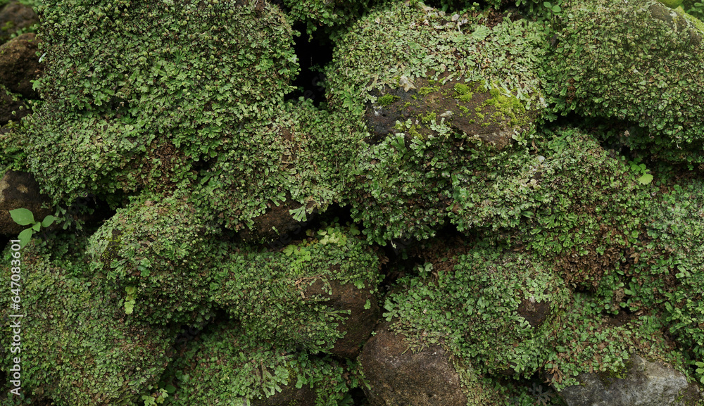 Common liverwort (Marchantia polymorpha) moss on the old stones