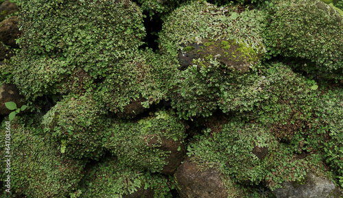 Common liverwort (Marchantia polymorpha) moss on the old stones