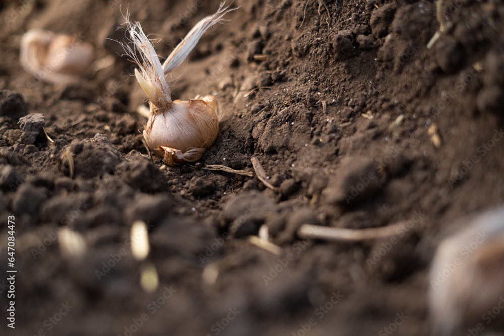 Crocus bulbs in the soil. Planting autumnal saffron. Crocus bulbs in the soil. Planting autumnal saffron.