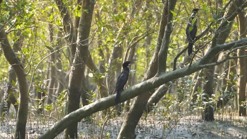 Flock of Cormorants or Phalacrocoracidae in Mangrove tree forests in islands of Sunderbans Tiger Reserve in 24 Parganas of West Bengal India photo