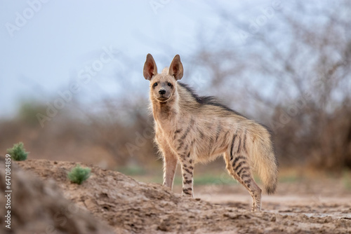 Photography Indian Striped Hyena Photographed At Little rann Of Kutch India