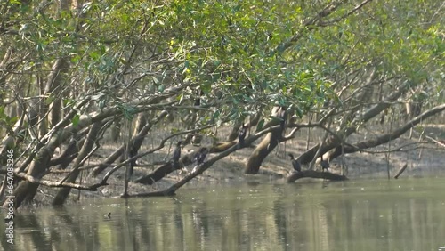 Flock of Cormorants or Phalacrocoracidae in Mangrove tree forests in islands of Sunderbans Tiger Reserve in 24 Parganas of West Bengal India photo