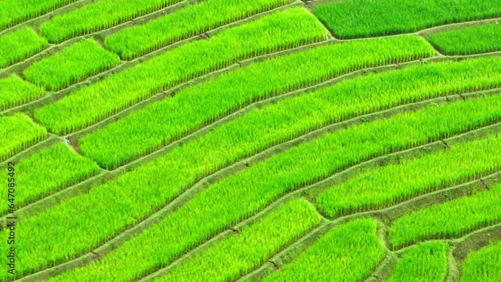 The rice terraces is a carefully crafted, hand-carved marvel, that cascade down the slopes of rolling hills and mountains. These terraces are a testament to the skill and resourcefulness of farmers.
The rice terraces is a carefully crafted, hand-carved marvel, that cascade down the slopes of rolling hills and mountains. These terraces are a testament to the skill and resourcefulness of farmers.