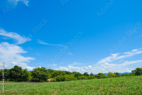 気持ちいい青空と公園風景　芝生