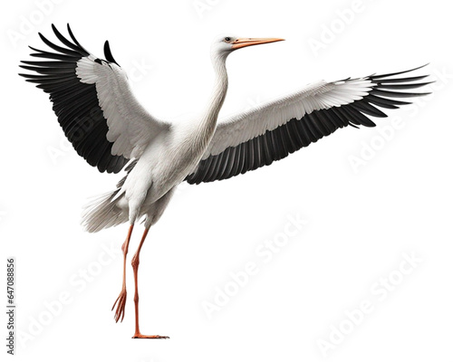 stork on transparent background photo