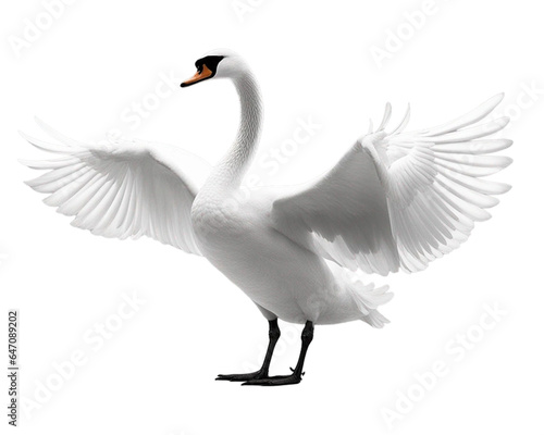 Fototapeta Naklejka Na Ścianę i Meble -  swan on transparent background