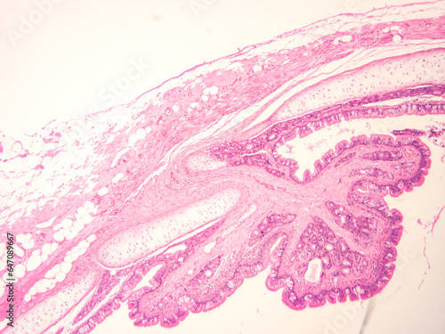 picture of histology human tissue with microscope from laboratory (not Illustration Designation)