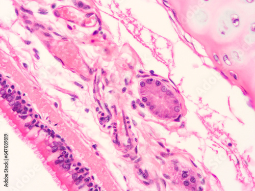 picture of histology human tissue with microscope from laboratory (not Illustration Designation)