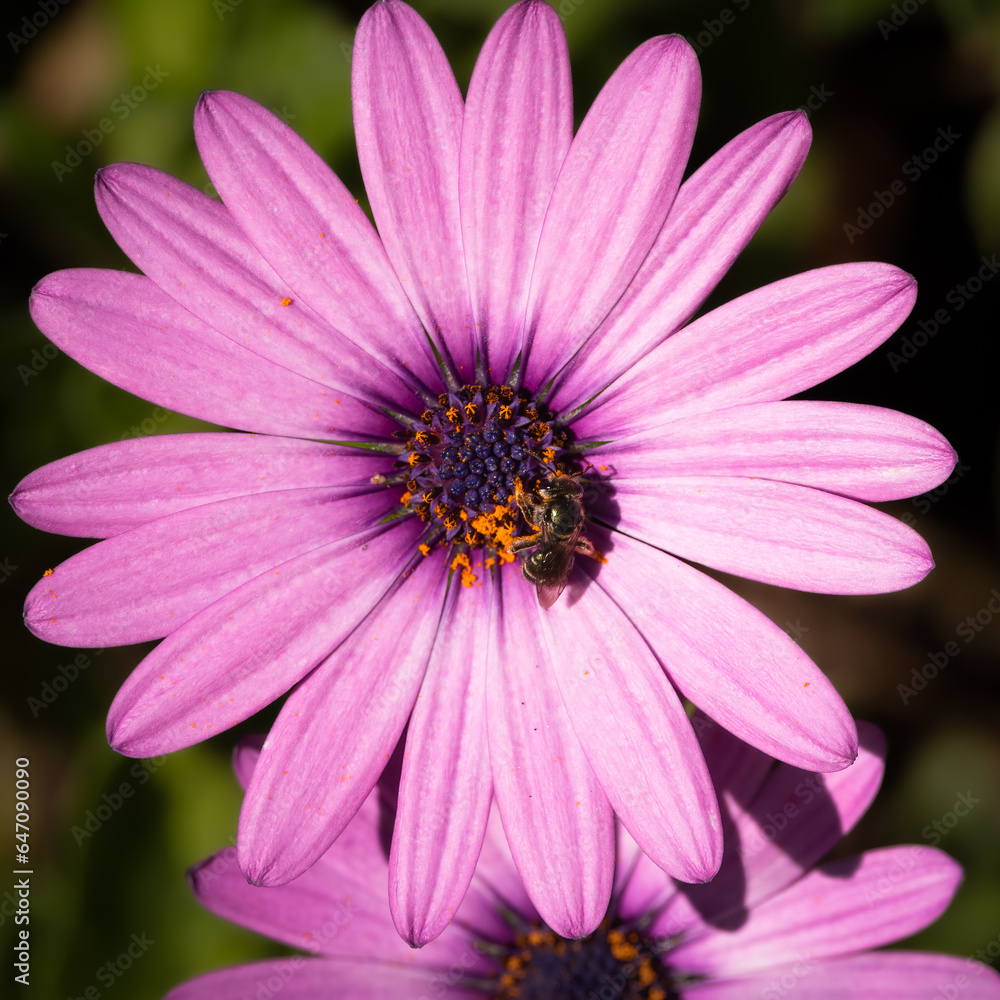 Obraz premium An African daisy with a honey bee gathering pollen in its centre at a botanical garden on the Gold Coast of Australia.