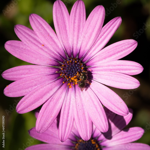 An African daisy with a honey bee gathering pollen in its centre at a botanical garden on the Gold Coast of Australia.