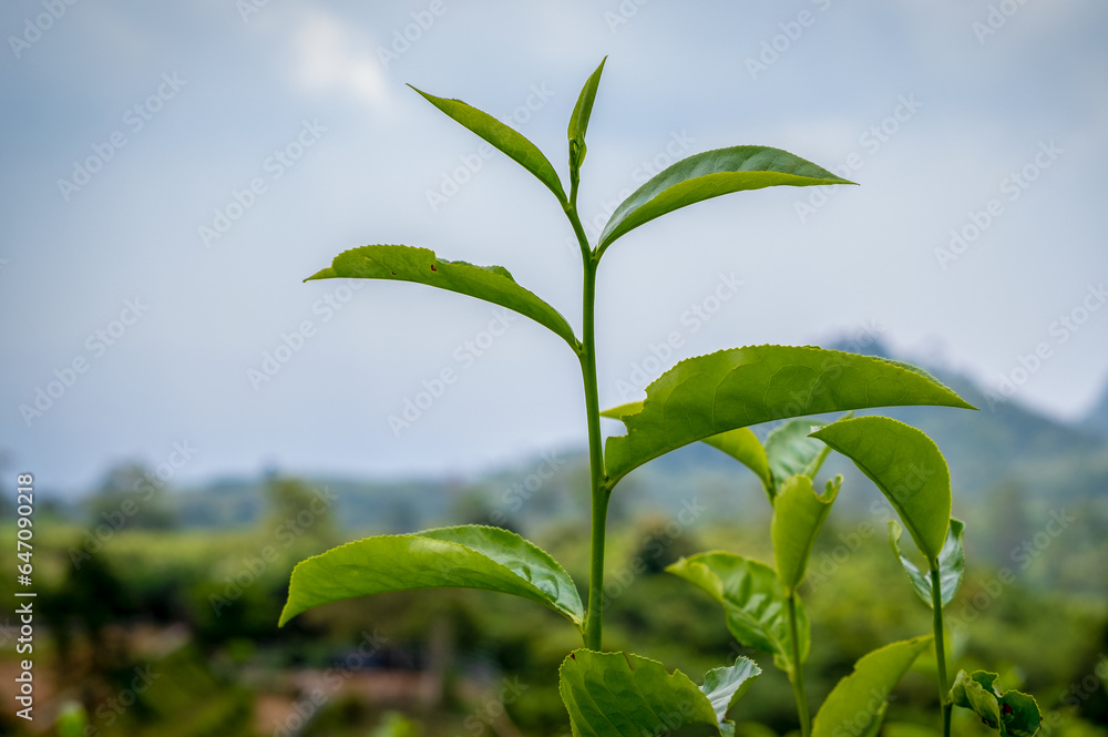 Tea is the result of processing the shoots of the Camellia sinensis tea plant which is used as a beverage ingredient. Tea is the result of processing the shoots of the Camellia sinensis tea plant which is used as a beverage ingredient.