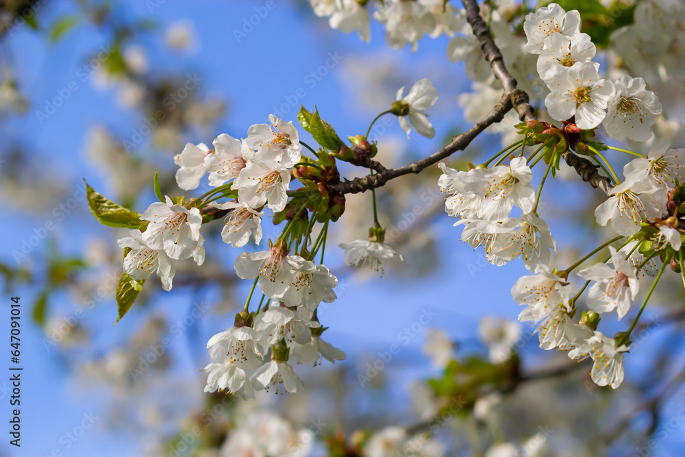 Selective focus of beautiful branches of cherry blossoms on the tree under blue sky, Beautiful Sakura flowers during spring season in the park, Floral pattern texture, Nature background Selective focus of beautiful branches of cherry blossoms on the tree under blue sky, Beautiful Sakura flowers during spring season in the park, Floral pattern texture, Nature background