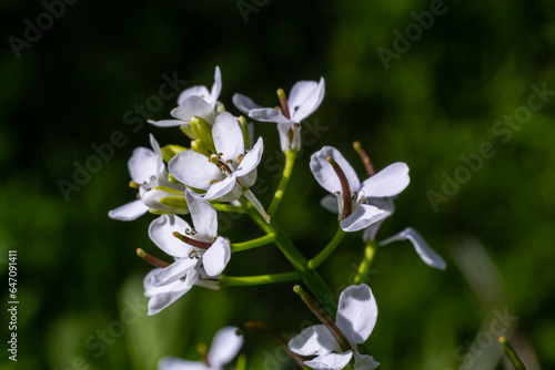 Garlic mustard flowers Alliaria petiolata close up. Alliaria petiolata, or garlic mustard, is a biennial flowering plant in the mustard family Brassicaceae photo